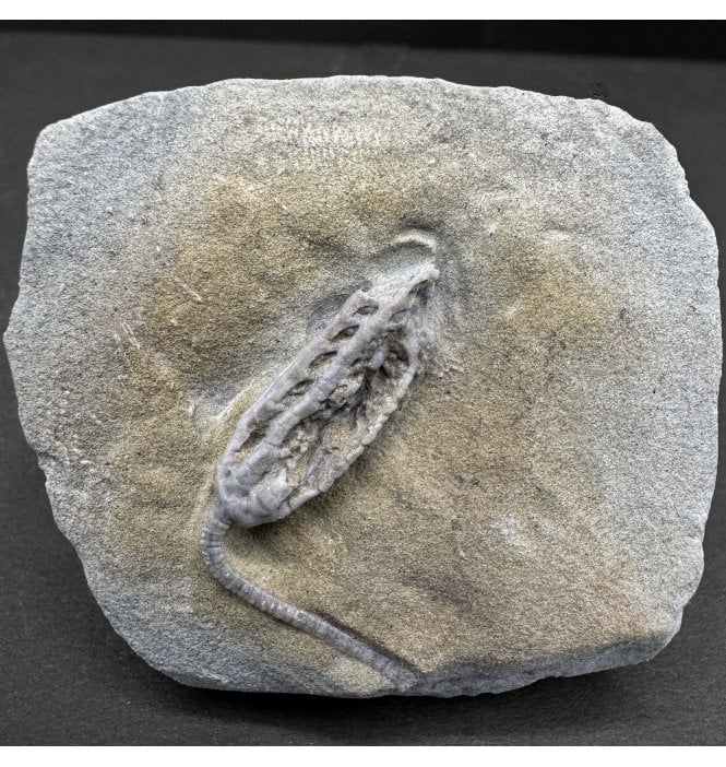 Rare Mississippian, Carboniferous Crinoid from Indiana, USA (SKU OF3824):- Decadocrinus tumidulus
