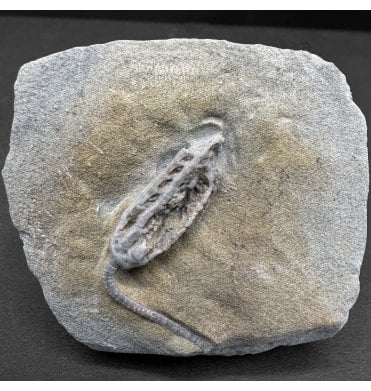 Rare Mississippian, Carboniferous Crinoid from Indiana, USA (SKU OF3824):- Decadocrinus tumidulus
