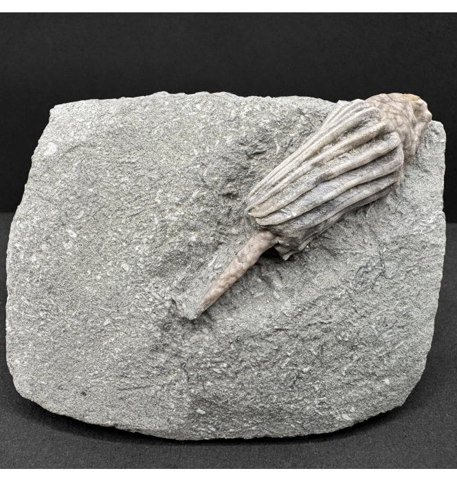 Rare Mississippian, Carboniferous Crinoid from Indiana, USA (SKU OF4060):- Macrocrinus mundulus