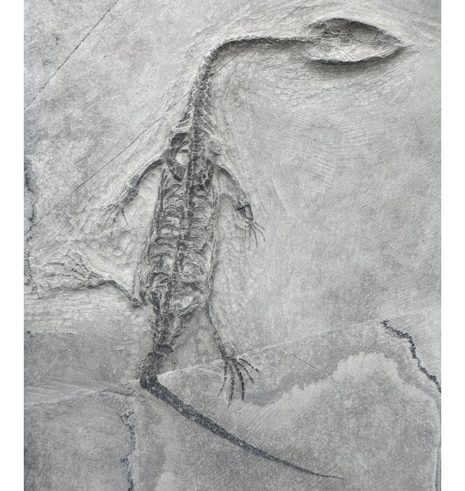 Rare Neonate Hatchling Triassic Pachypleurosaurus (Aquatic Fish-Eating Reptile) from China (SKU V9252):- Kechousaurus hui