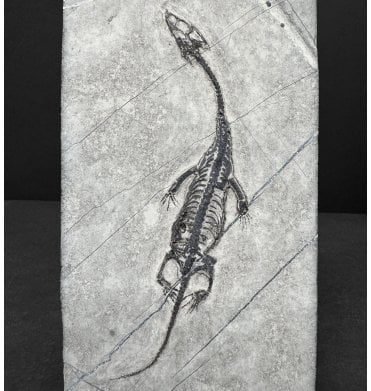 Rare Neonate Hatchling Triassic Pachypleurosaurus (Aquatic Fish-Eating Reptile) from China (SKU V9253):- Kechousaurus hui