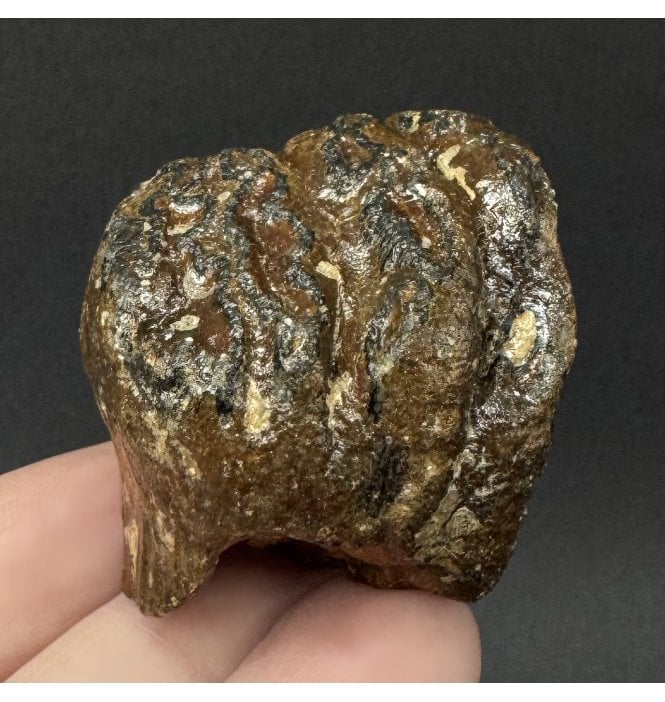 Rare New Born Woolly Mammoth Tooth from the North Sea (SKU V9314):- Mammuthus primigenius