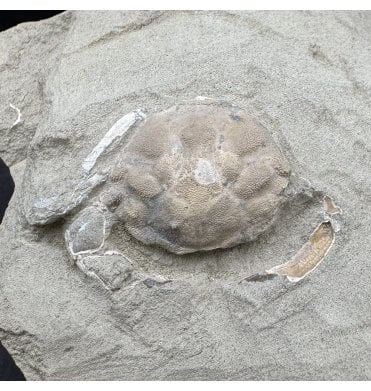 Rare Oligocene Fossil Crab from Washington State, USA (SKU OF4196):- Pulalius vulgaris
