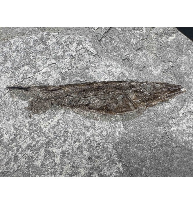 Rare Oligocene Fossil Shrimpfish from Wiesloch, Germany (SKU V7306):- Aeoliscus heinrichi