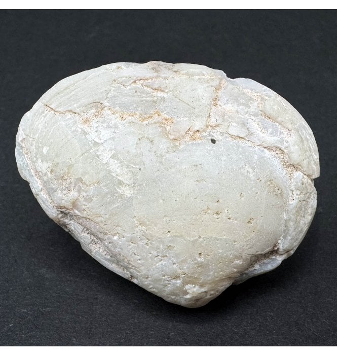 Rare Opalised Cretaceous Fossil Shell from Coober Pedy, South Australia (SKU OF3230):- Cyrenopsis meeki