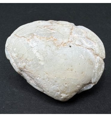 Rare Opalised Cretaceous Fossil Shell from Coober Pedy, South Australia (SKU OF3230):- Cyrenopsis meeki