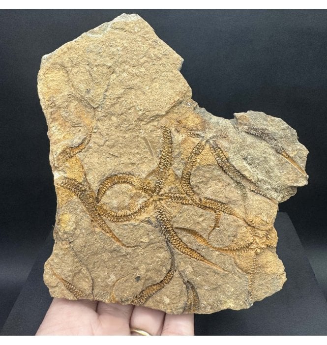 Rare Ordovician Brittlestar from Morocco, North Africa (SKU OF3763):- Ophuroidea sp.