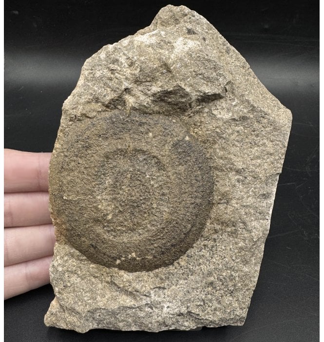 Rare Ordovician Soft Bodied Jellyfish (Medusoid) from Morocco (SKU OF3157):- Eldonia cf. berberi
