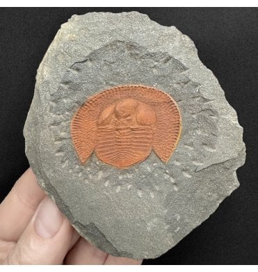 Rare Ordovician Trilobite from Morocco, North Africa (SKU T1585):- Decolivolithus titan