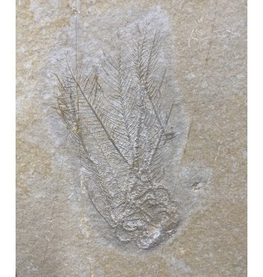 Rare Part and Counterpart Upper Jurassic Fossil Crinoid From the Upper Jurassic of Germany (SKU OF1439):- Comaturella pinnata