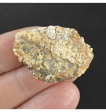 Rare Partial Upper Triassic Phytosaur Dermal Scute from Chinle Formation, Arizona (SKU V3070):- Phytosaur sp. indet