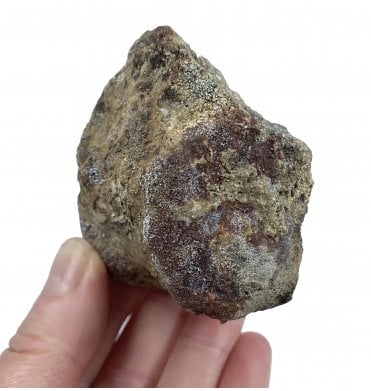 Rare Partial Upper Triassic Phytosaur Vertebra from Chinle Formation, Arizona (SKU V2958):- Phytosaur sp. indet