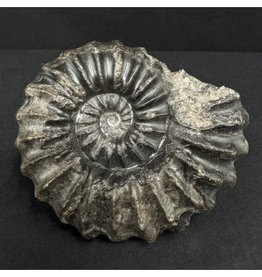 Rare Peruvian Middle Cretaceous Ammonite from Peru, South America (SKU A4929):- Prolyelliceras ulrichi