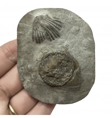 Rare Primitive Echinoderm (Edrioasteroid) from the Upper Ordovician, Ontario, Canada (SKU OF2042):- Isorophuella incondita