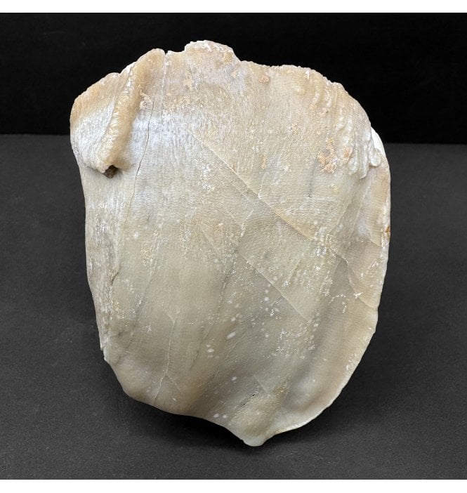 Rare Primitive Fossil Rhinoceros Tooth from the Late Miocene of Gansu, China (SKU V8667):- Chilotherium sp.