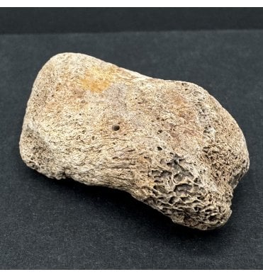 Rare Primitive Kangaroo Toe Bone from the Pleistocene of South Australia (SKU V7587):- Macropus cf. rufogriseus