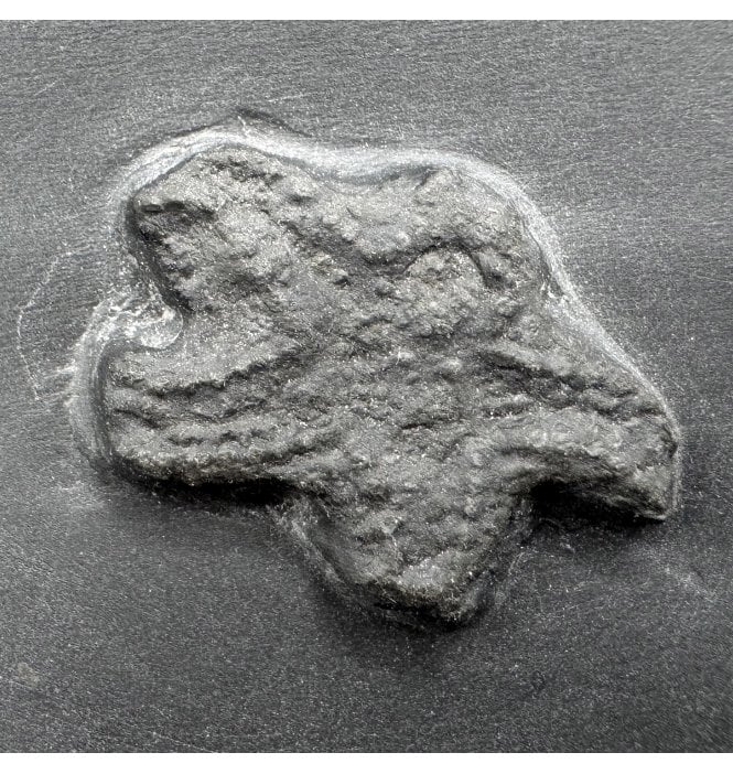 Rare Pyritised Lower Devonian Seastar from the Hunsruckschifer, Bundenbach, Germany (SKU OF3383):- Baliactis sp.