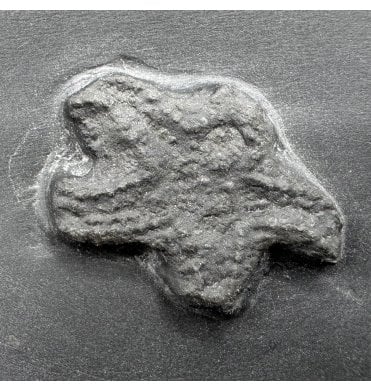 Rare Pyritised Lower Devonian Seastar from the Hunsruckschifer, Bundenbach, Germany (SKU OF3383):- Baliactis sp.
