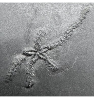 Rare Pyritised Lower Devonian Starfish from the Hunsruckschifer, Bundenbach, Germany (SKU OF4337):- Furcaster palaeozoicus