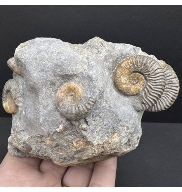 Rare Scottish Aalenian, Middle Jurassic Ammonite Cluster from Isle of Skye, Scotland (SKU A4126):- Ludwigia cf. obtusiformis