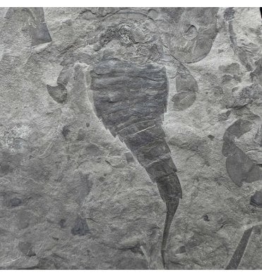 Rare Silurian Eurypterid (Sea Scorpion) from New York State, USA (SKU OF3810):- Eurypterus lacustris