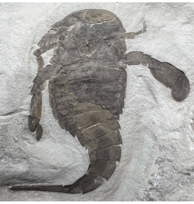 Rare Silurian Large Double Eurypterid (Sea Scorpion) from New York State, USA (SKU OF3379) - Eurypterus lacustris