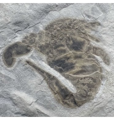 Rare Silurian Large Double Eurypterid (Sea Scorpion) from New York State, USA (SKU OF3425) - Eurypterus lacustris