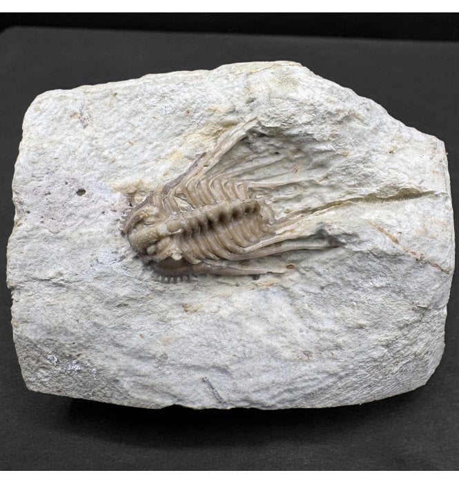 Rare Spiny Lower Devonian Trilobite from Oklahoma, USA (SKU T1454):- Kettneraspis williamsi