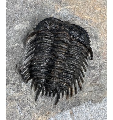 Rare Spiny, Odontopleurid Devonian Moroccan Trilobite from Morocco (SKU T0658):- Gondwanaspis (Taemasaspis) mrirtensis