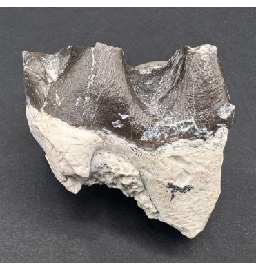 Rare Titanotherium Lower Molar from the Early Oligocene, South Dakota, USA (SKU V7007):- Megacerops coloradensis