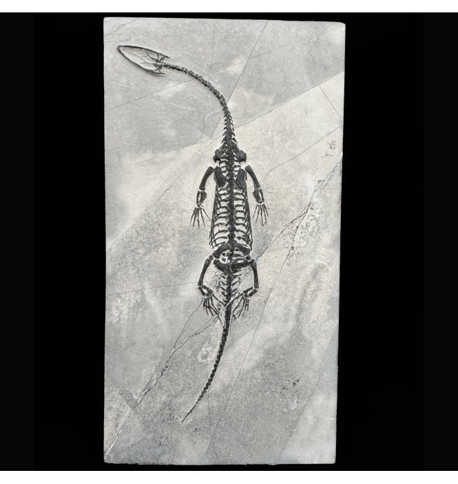 Rare Triassic Pachypleurosaurus (Aquatic Fish-Eating Reptile) from China (SKU V8730):- Kechousaurus hui