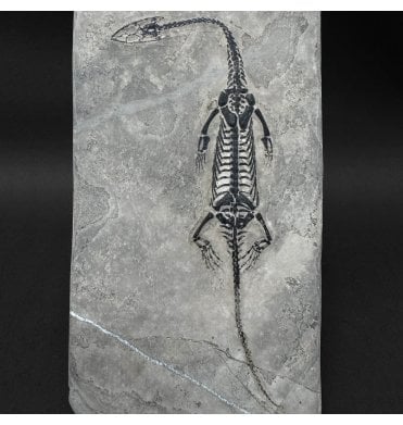 Rare Triassic Pachypleurosaurus (Aquatic Fish-Eating Reptile) from China (SKU V9352):- Kechousaurus hui