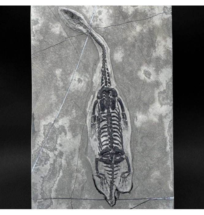 Rare Triassic Pachypleurosaurus (Aquatic Fish-Eating Reptile) from China (SKU V9353):- Kechousaurus hui