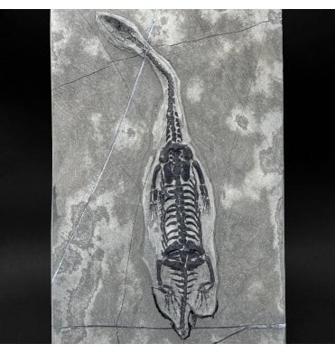 Rare Triassic Pachypleurosaurus (Aquatic Fish-Eating Reptile) from China (SKU V9353):- Kechousaurus hui