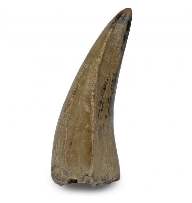 Rare Tyrannosaurid Dinosaur Tooth from Judith River Formation, Montana, USA (SKU V8756):- Gorgosaurus cf. libratus