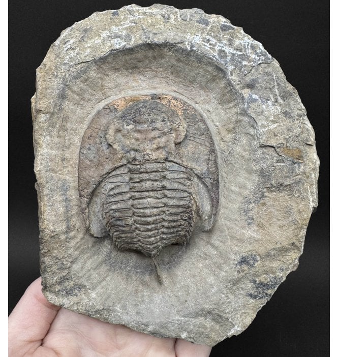 Rare Undescribed Species of Cambropallas Trilobite from the Lower Cambrian, Jorf Region, Morocco (SKU T1590):- Cambropallas cf. sp. indet.