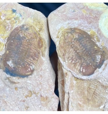 Rare Upper Cambrian Trilobite from China (SKU T0574):- Tamdaspis jingxiensis