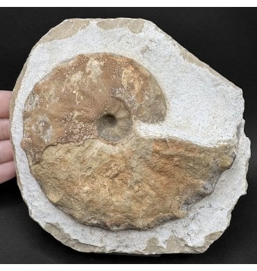 Rare Upper Cretaceous Ammonite from Western Sahara, Morocco (SKU A5023):- Gauthiericeras sp. Indet.