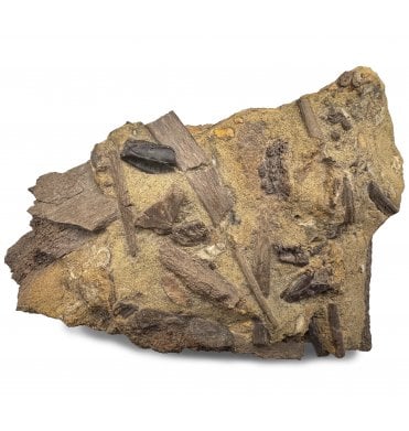 Rare Upper Cretaceous Dinosaur Bone Bed Containing Teeth and Bones from a Hadrosaur Dinosaur from Niobrara County, Wyoming, USA (SKU V7116):- Edmontosaurus annectens