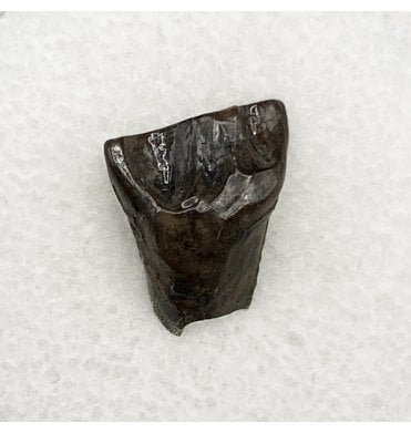 Rare Upper Cretaceous Dinosaur (Ceratopsian) Tooth from Hell Creek Formation, Montana, USA (SKU V5484):- Leptoceratops gracilis