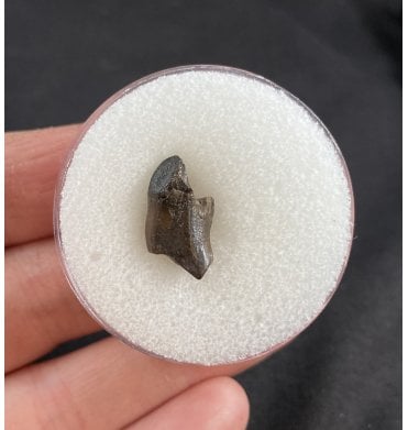 Rare Upper Cretaceous Dinosaur (Ceratopsian) Tooth from Hell Creek Formation, USA (SKU V2774):- Leptoceratops gracilis