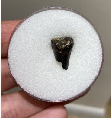 Rare Upper Cretaceous Dinosaur (Ceratopsian) Tooth from Hell Creek Formation, USA (SKU V2775):- Leptoceratops gracilis