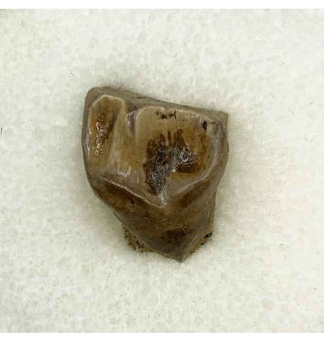 Rare Upper Cretaceous Dinosaur (Ceratopsian) Tooth from Hell Creek Formation, USA (SKU V5432):- Leptoceratops gracilis