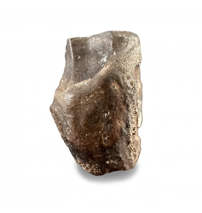 Rare Upper Cretaceous Dinosaur (Ceratopsian) Tooth from Texas, USA:- Agujaceratops cf. mariscalensis (SKU V8764)