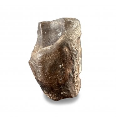 Rare Upper Cretaceous Dinosaur (Ceratopsian) Tooth from Texas, USA:- Agujaceratops cf. mariscalensis (SKU V8764)