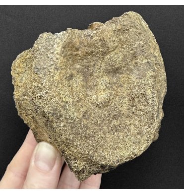 Rare Upper Cretaceous Dinosaur Hadrosaurus Vertebra from the Hell Creek Formation, Montana, USA (SKU V9257):- Edomtosaurus annectens
