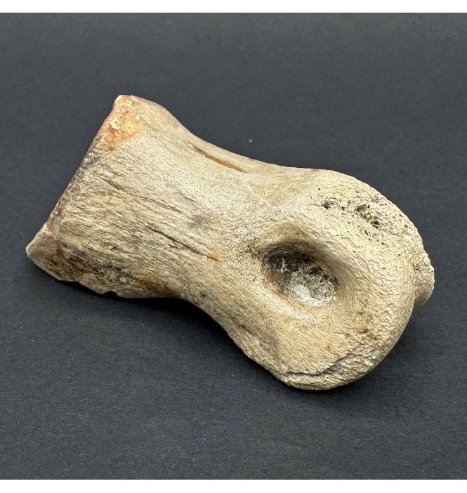 Rare Upper Cretaceous Dinosaur Ornithomimid Toe Bone from Hell Creek Formation, South Dakota, USA (SKU V7892):- Struthiomimus altus