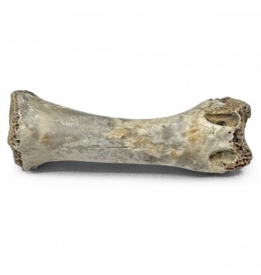 Rare Upper Cretaceous Dinosaur (Thescelosaurus) Toe Bone from Hell Creek Formation, Montana, USA (SKU V7937):- Thescelosaurus neglectus