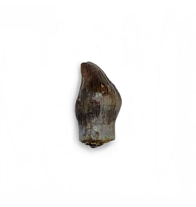 Rare Upper Cretaceous Dinosaur (Thescelosaurus) Tooth from the Hell Creek Formation, Montana, USA (SKU V5483):- Thescelosaurus neglectus