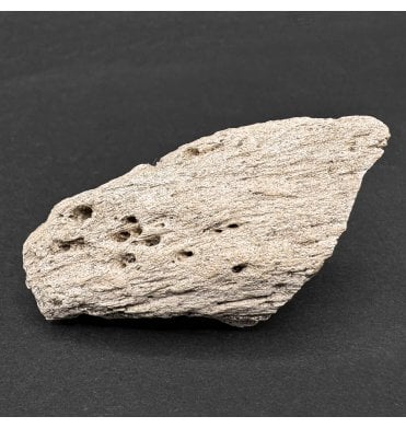 Rare Upper Cretaceous Theropod (Abeilsaurid) Dinosaur Claw from Madagascar (SKU V6962):- Majungasaurus crenatissimus